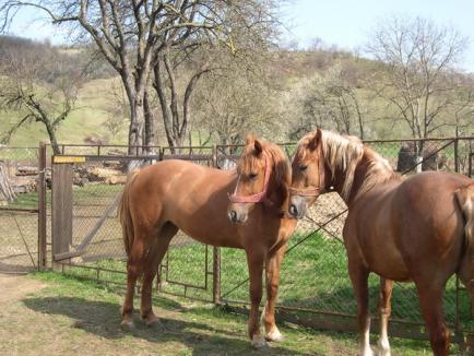 Proprietarii de cai bolnavi de "SIDA", amendaţi de nu se văd 